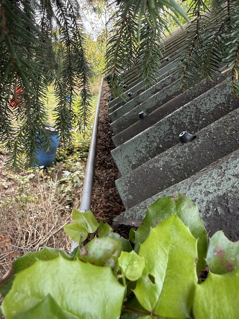Dachrinne vor der Reinigung, über die ganze Länge mit Nadeln gefüllt, darüber hängt eine Fichte