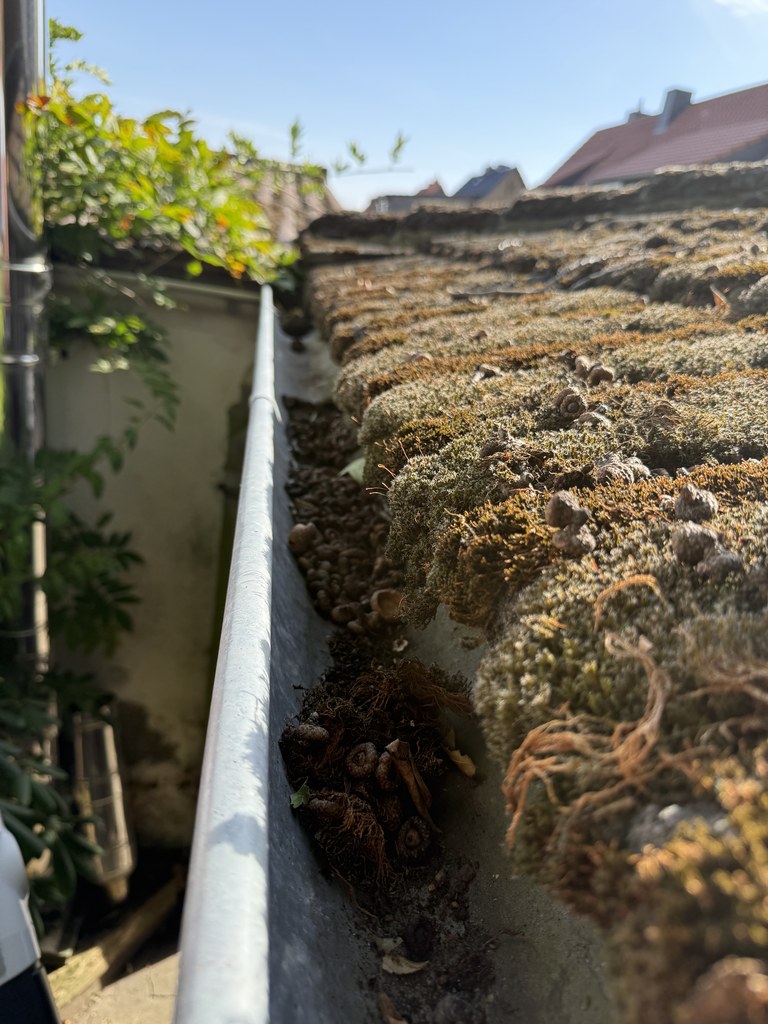 Dachrinne am Ziegeldach vor der Reinigung, Moos über Rinne und Dachfläche