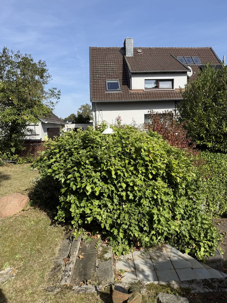 Hecke vor dem Schnitt, über die Jahre schief gewachsen und oben breiter als unten