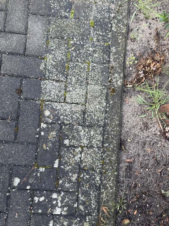 Pflasterrand am Beet vor der Reinigung, dicht mit Flechten und Moos bewachsen