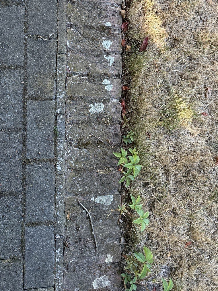 Pflasterkante am Beet vor der Reinigung, Unkraut wächst aus der Randfuge