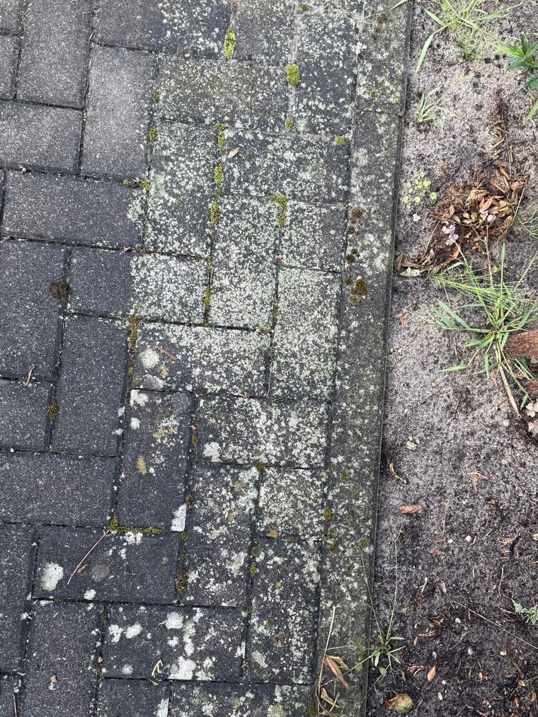 Dasselbe Pflaster vor der Reinigung, dicht mit Moos und Flechten bewachsen