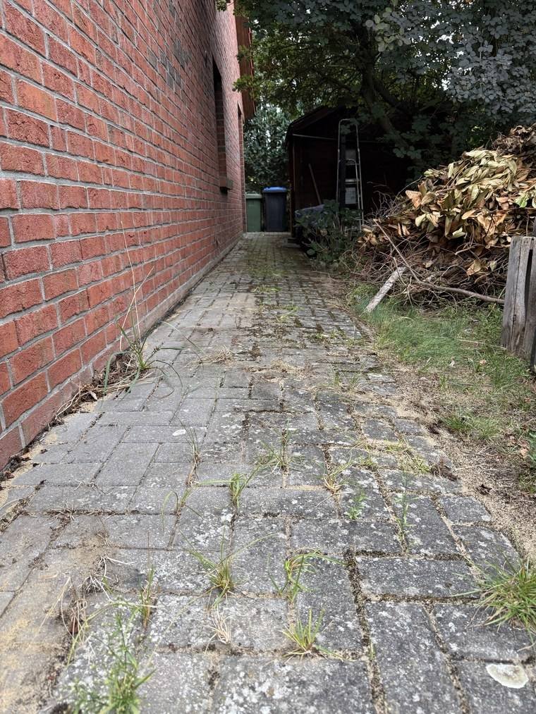 Schmaler Weg zwischen Hauswand und Hecke vor der Reinigung, Gras und Moos wachsen aus den Fugen