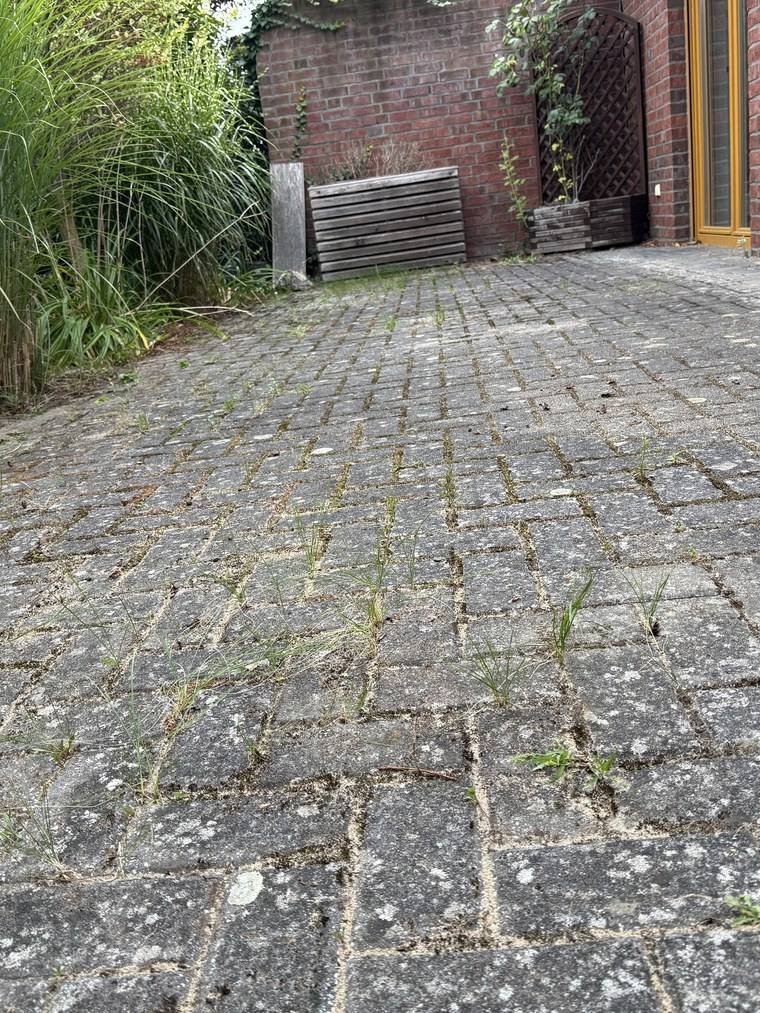 Innenhof an der Klinkerwand vor der Reinigung, das Pflaster grau überzogen und Unkraut zwischen den Steinen