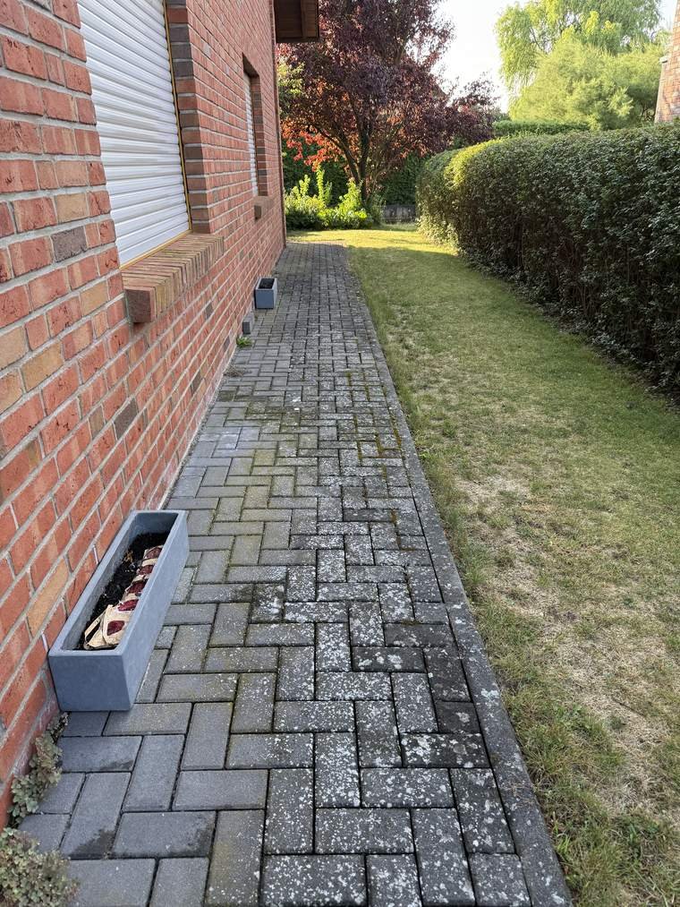 Gehweg neben dem Haus vor der Reinigung, Pflaster grau und von Flechten überzogen
