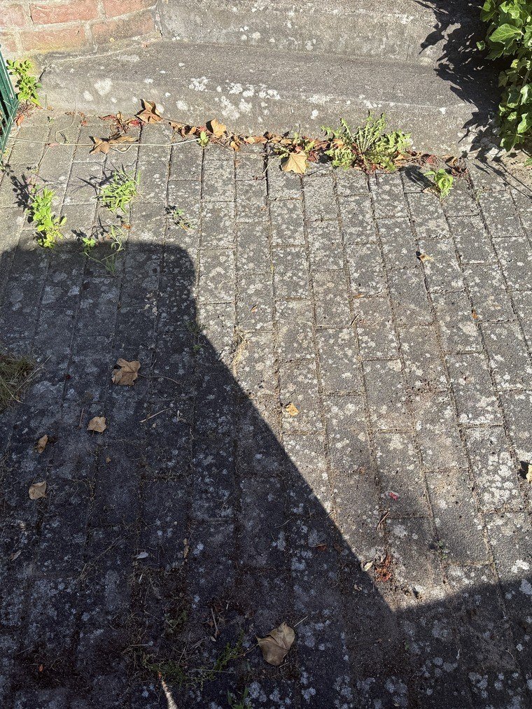 Treppenaufgang zwischen Klinkermauern vor der Reinigung, Stufen und Podest von Grünbelag überzogen