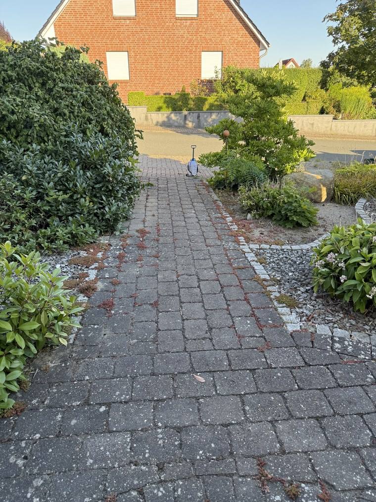 Weg durch den Vorgarten vor der Reinigung, Bewuchsreste über die ganze Fläche